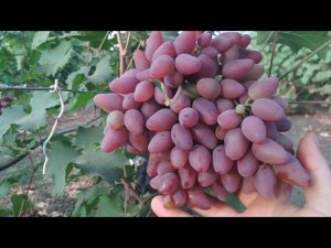 Велюр. Журавчик вишнёвый и другие.