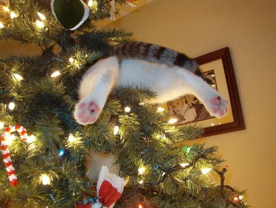 Смешные котики новогодние