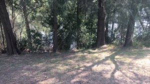 Австралийские Змеи, Ящерицы и Геконы живут у нас дома.