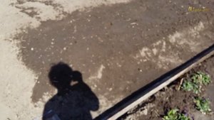 Дача.Сажаю морковь.Простой способ посадки моркови.Аномальная жара май 2021 Асбест.Life in the garde