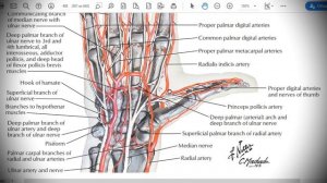 Анатомия с АВ. Артерии верхней конечности.