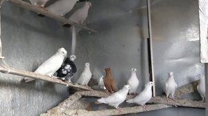 #Pigeon #Tauben #Голуби #Бакинцы Краснохвостые, Желтохвостые, Желтые и Статный сочь