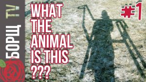 Садовые фигуры из дерева своими руками | Что за зверь в саду?  #1