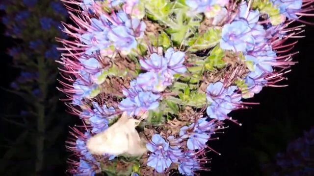Echium Candicans