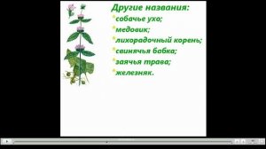 Зопник Лечебные свойства