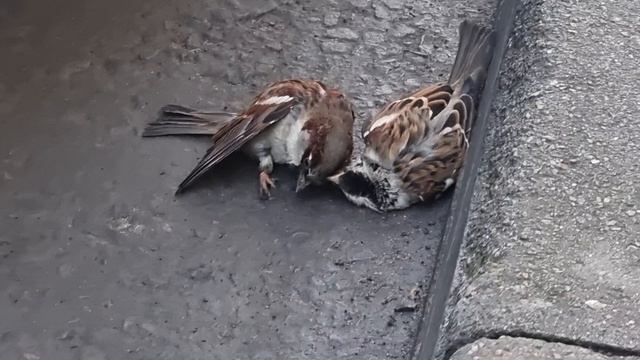 драка