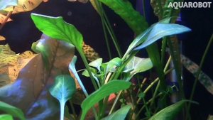 Лобелия Пурпурная | (Lobelia cardinalis).