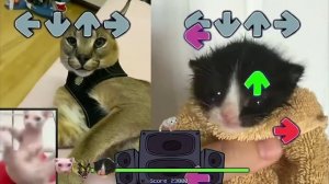 шлёпа и лысый кот против котёнка