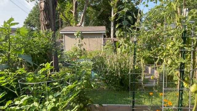 From Seed Starting To The Last Harvest! 2021 Garden RECAP! Kansas Zone 6B смотреть онлайн