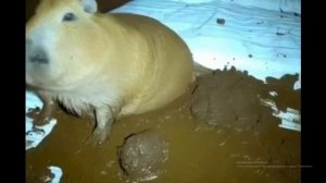 у а4 новое видео вышло гримас шейк