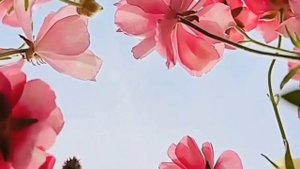 ЛУИЗА ХЕЙ О ЛИШНЕМ ВЕСЕ. Как похудеть? Что делать если в голове засела мысль Я ТОЛСТЫЙ