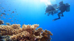 Уроки дайвинга в отеле Reef Oasis Blue Bay Resort & Spa 5*