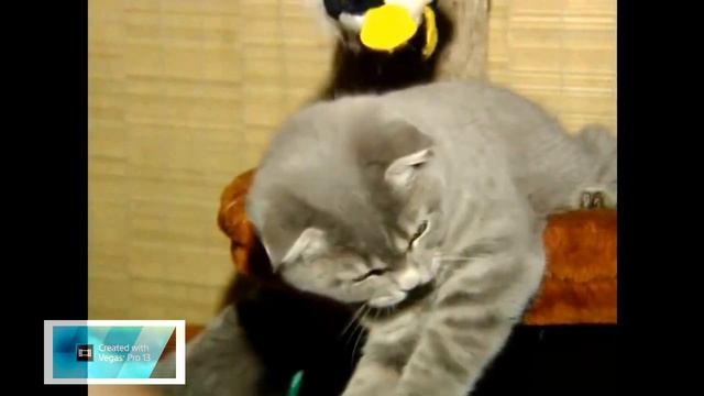 Шотландская вислоухая - Скоттиш фолд