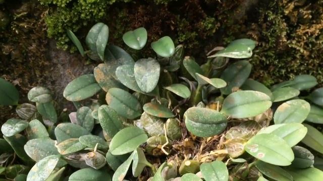 Dendrobium jenkinsii смотреть онлайн