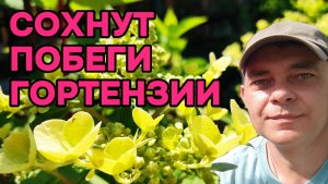 😱 Гортензия СОхнет! Что я делаю НЕ ТАК?! 🌸 Сухие побеги на гортензии? Я знаю, что делать!