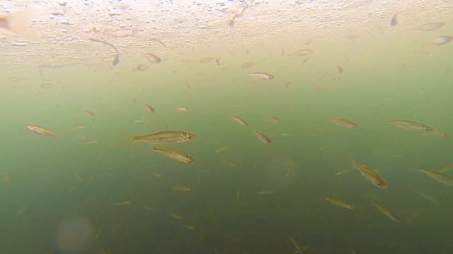 Подводная семка GoPro.Есть ли рыба под водой! смотреть онлайн