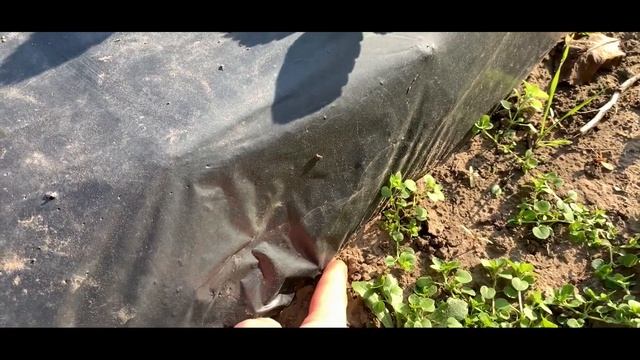 ПЛЕНКА или АГРОВОЛОКНО ?! Что выбрать ... смотреть онлайн