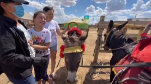Верблюжий остров Калмыкия