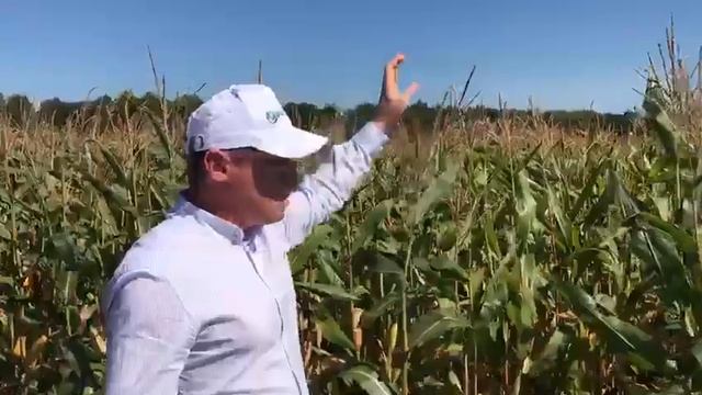 Гибриды кукурузы отечественной селекции в Рязанской области. 24 августа 2018 смотреть онлайн