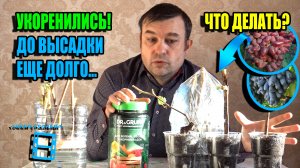 ПРАВИЛЬНАЯ ПОСАДКА УКОРЕНЕННЫХ ЧЕРЕНКОВ ВИНОГРАДА (САЖЕНЦЕВ) В КОНТЕЙНЕРЫ. СЕВЕРНЫЙ ВИНОГРАДНИК 23-5