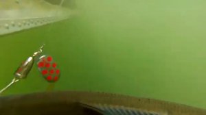 Хариус на "Блю фокс" №6