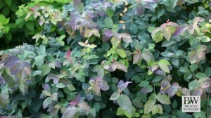 Variety Introduction: Double Play® Blue Kazoo®