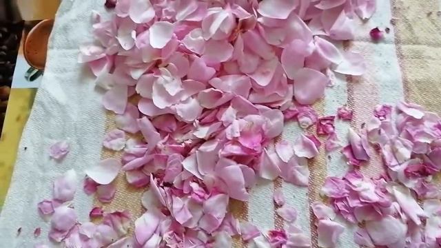 Сушим чайную розу. смотреть онлайн