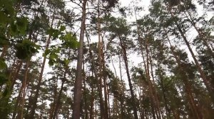 ???Красота русского леса???