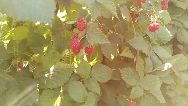 Ежевика не зреет. Опасные вредители ежевики. смотреть онлайн