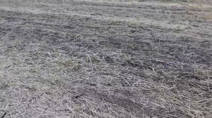 Прямой посев Рапса СЗ-3.6