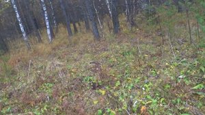 Охота с лайками на УРАЛЕ. Несколько дней счастья. Часть 1. Hunting in the Urals.