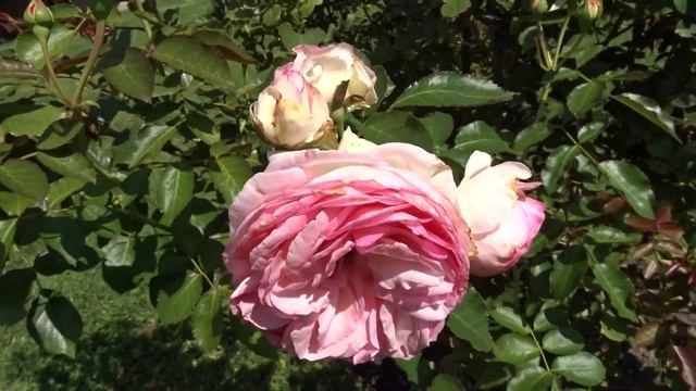 Rosa ´Pierre de Ronsard´ смотреть онлайн