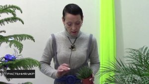 Хавортия уход в домашних условиях / Хавортия жемчужная