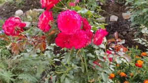 Роза Мидсаммер.