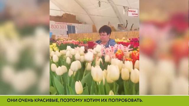 Агрономы "Тепличного" посетили выставку тюльпанов для цветоводов-профессионалов