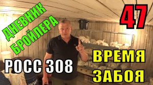 Выращивание  Бройлера РОСС 308  возраст 47 ДНЕЙ  Время забоя в Зауральском подворье