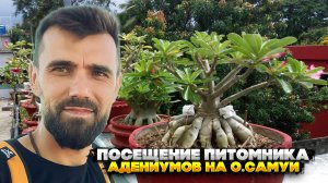 Посещение питомника Адениумов на острове Самуи
