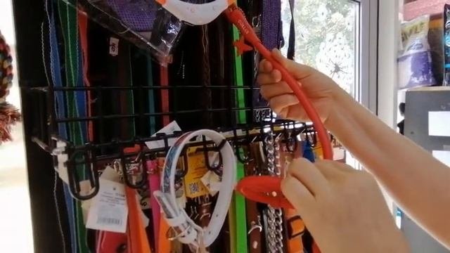 Выбираем ошейник для собаки