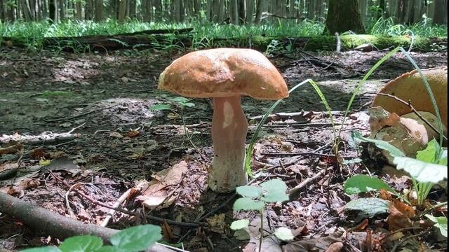 БЕЛЫЕ ГРИБЫ И РЕДКИЕ ГРИБЫ ПОДДУБНИКИ! смотреть онлайн