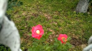 Плетистая роза "Декор арлекин", цветение. Июнь 2021.