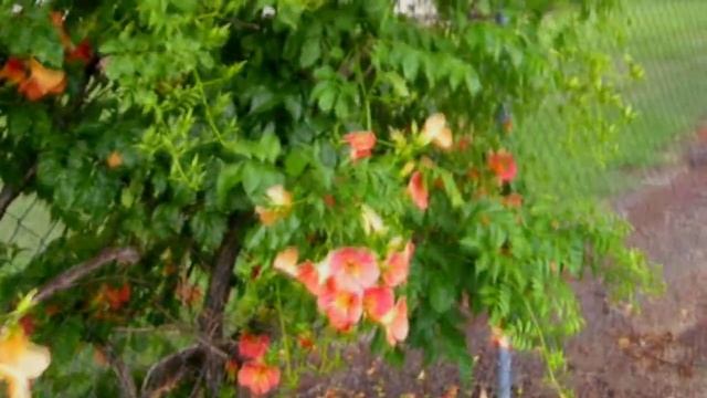 *Tangerine Beauty Flowering Vine* + Bignonia capreolata+Orange+ смотреть онлайн