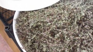 чабрец от сбора до чаепития