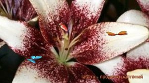 Лилия азиатская (lilium asiatic cecil) ? азиатская лилия обзор: как сажать, луковицы лилии