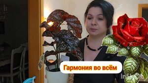 КОМНАТНЫЕ РАСТЕНИЯ. БЕГОНИЯ КРАКЛИН РОУЗ#обзор #nature #цветы #влог #растения #