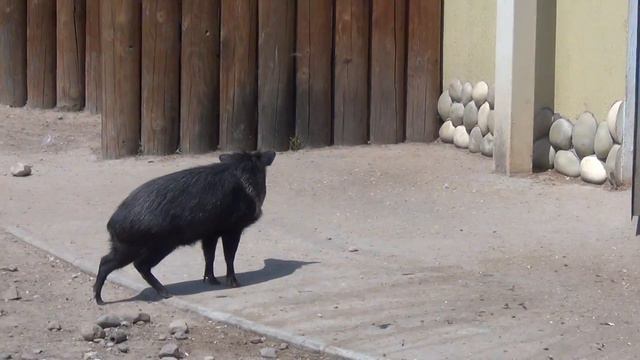 Хрюшка устала от жары, но всё равно повернулась! смотреть онлайн