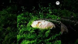 Как растут грибы. Таймлапс видео.