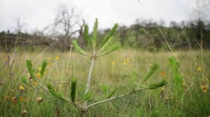 Fundación Lala:  Campaña "Picea Engelmannii Mexicana" 2015