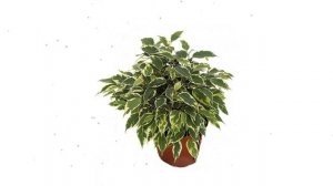 Фикус Бенжамина Кинки, d12 обзор ЦКР0126 бренд производитель