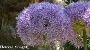 Ornamental onion,giant onion flower.Allium ,díszhagyma virág