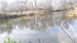 Нападение бобра на подводной охоте